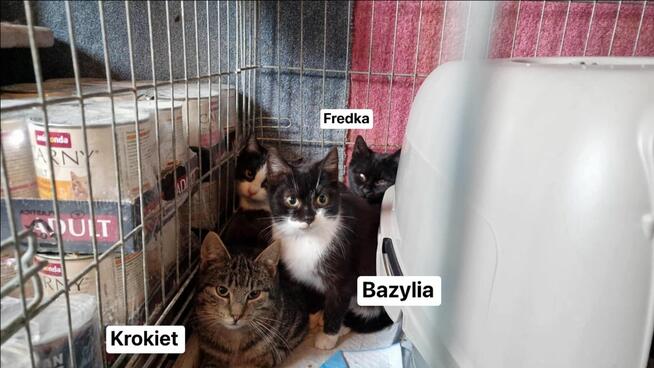 Mamy tylko 4 dni na znalezienie domów dla 5 mcz.kotków
