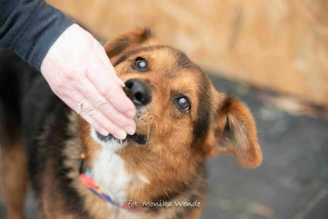 Miciu czeka na serce, które go pokocha