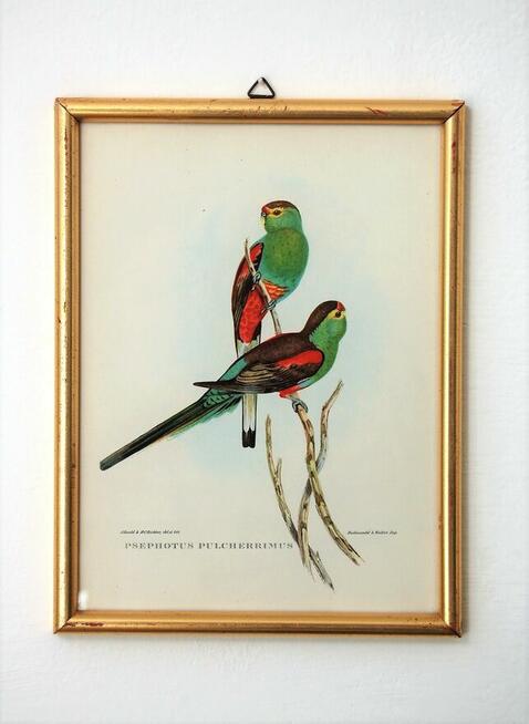 Papugi ptaki J. Gould chromolitografia antyk obraz