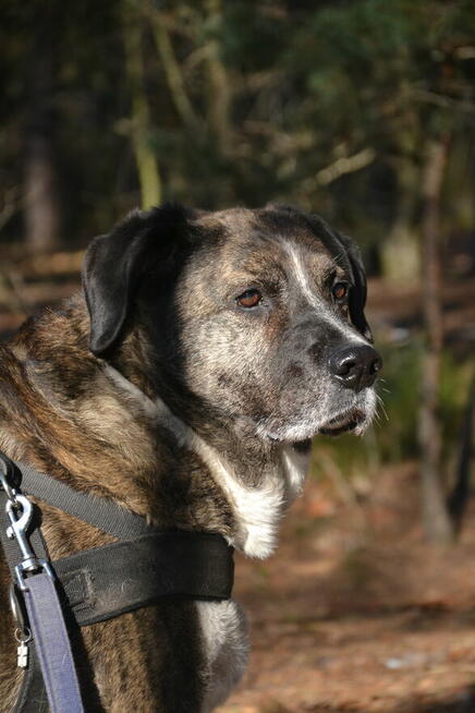 Borys i Diego hotelowi goście, którzy szukają nowego kochają