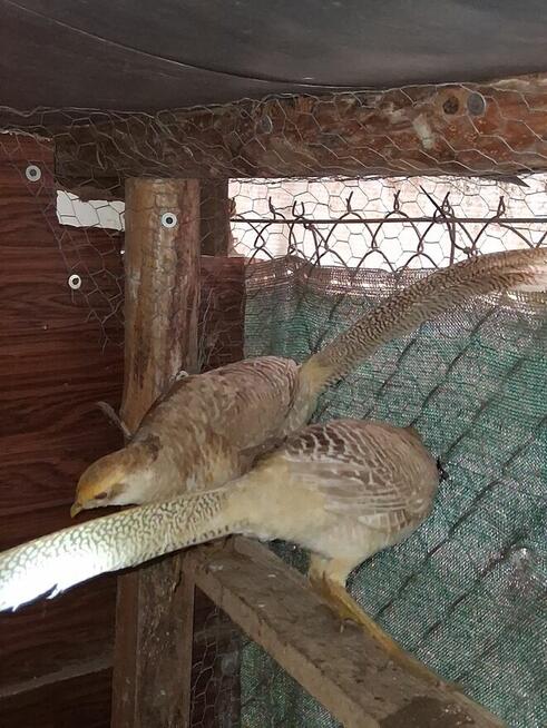 Bażanty na sprzedaż