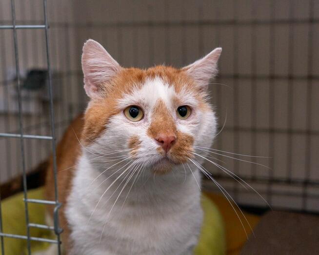 OZZY – uroczy kocurek szuka kochającego domu!