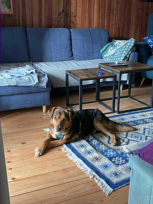 Miciu czeka na serce, które go pokocha