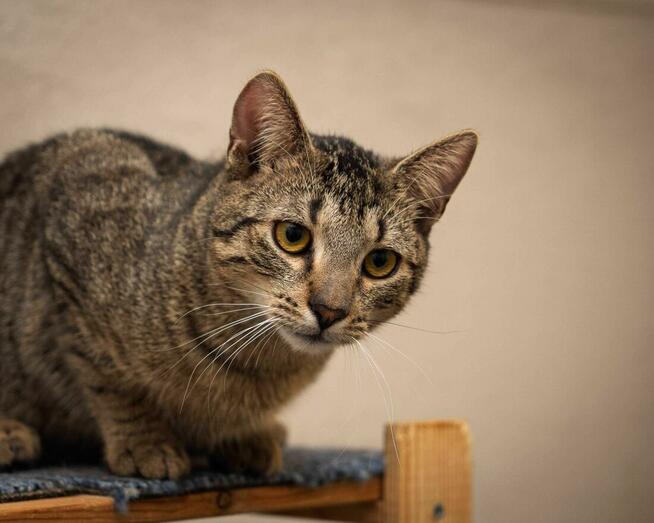 Śliczny, młody kocurek LEO szuka kochającego opiekuna