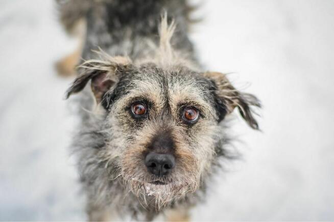 Florka- cudowna deikatna suczka czeka na dom-adoptuj