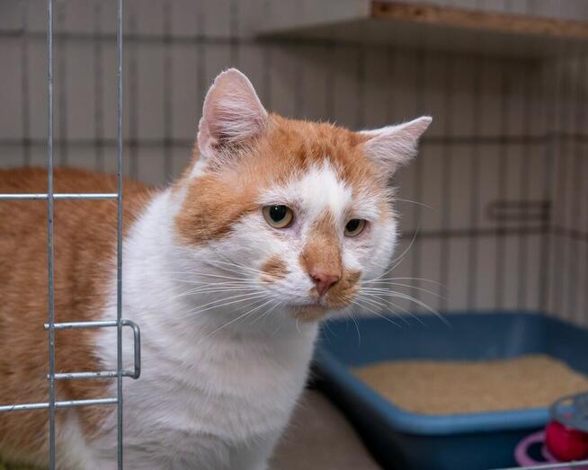 OZZY – uroczy kocurek szuka kochającego domu!