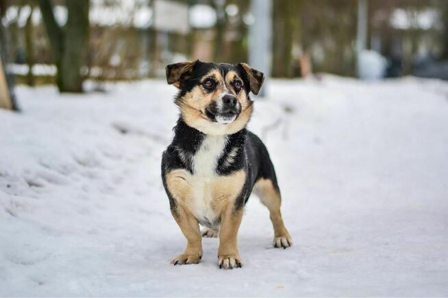 Wituś-niewielki, niskopodłogowy psiak do adopcji