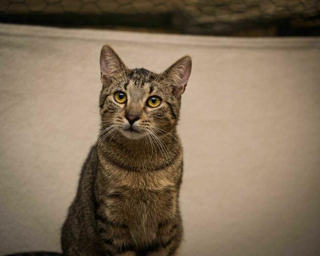 Śliczny, młody kocurek LEO szuka kochającego opiekuna