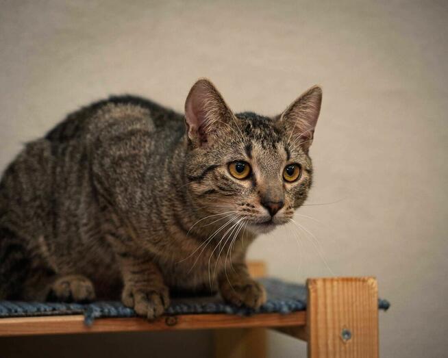 Śliczny, młody kocurek LEO szuka kochającego opiekuna