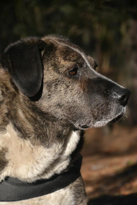 Borys i Diego hotelowi goście, którzy szukają nowego kochają