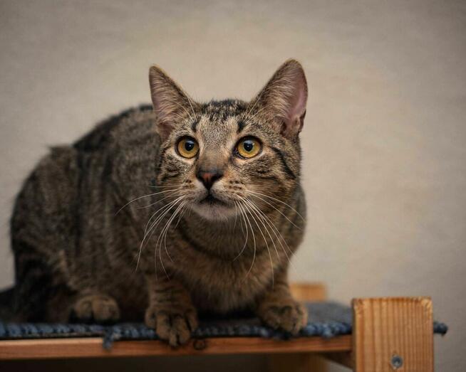 Śliczny, młody kocurek LEO szuka kochającego opiekuna