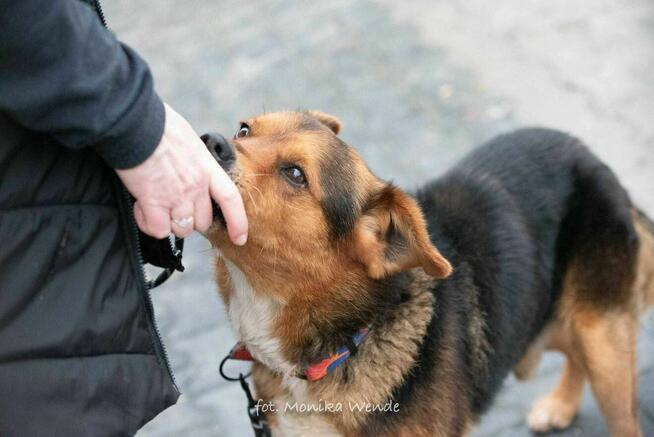 Miciu czeka na serce, które go pokocha