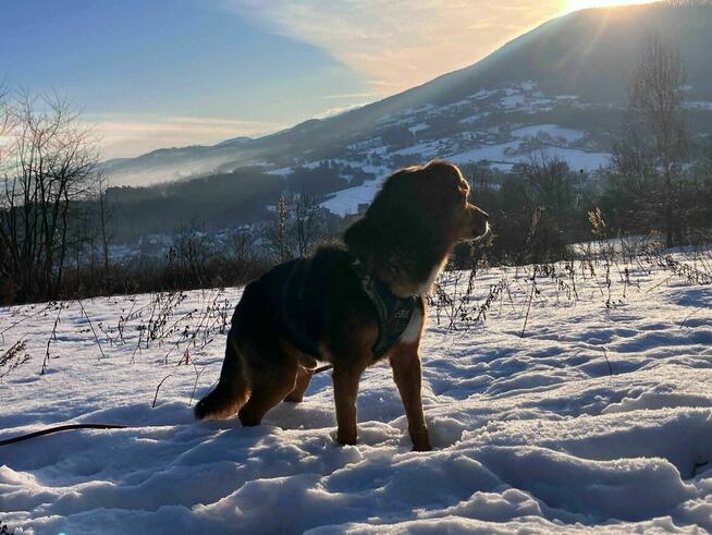 Miciu czeka na serce, które go pokocha