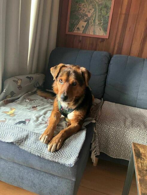 Miciu czeka na serce, które go pokocha