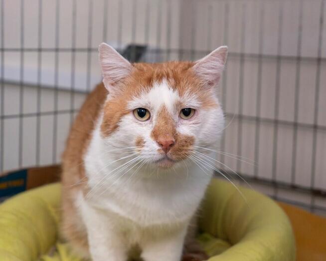 OZZY – uroczy kocurek szuka kochającego domu!