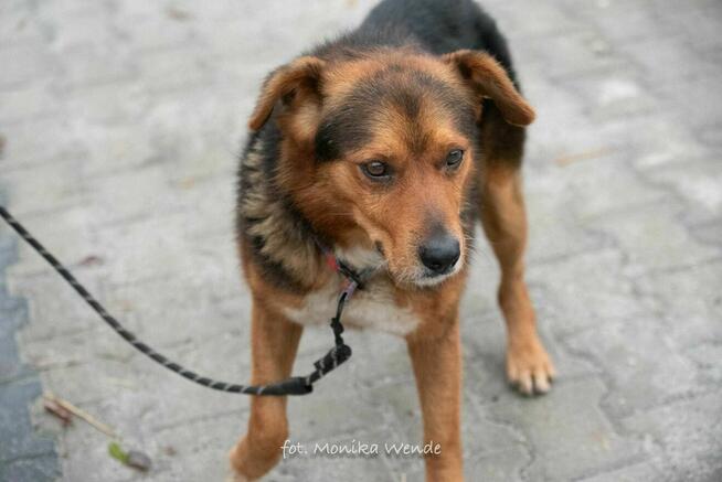 Miciu czeka na serce, które go pokocha