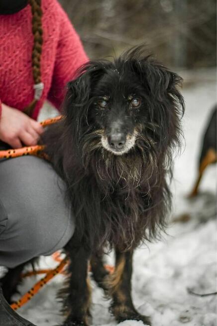 Bob- 18 letni staruszek do pilnej odpowiedzialnej adopcji