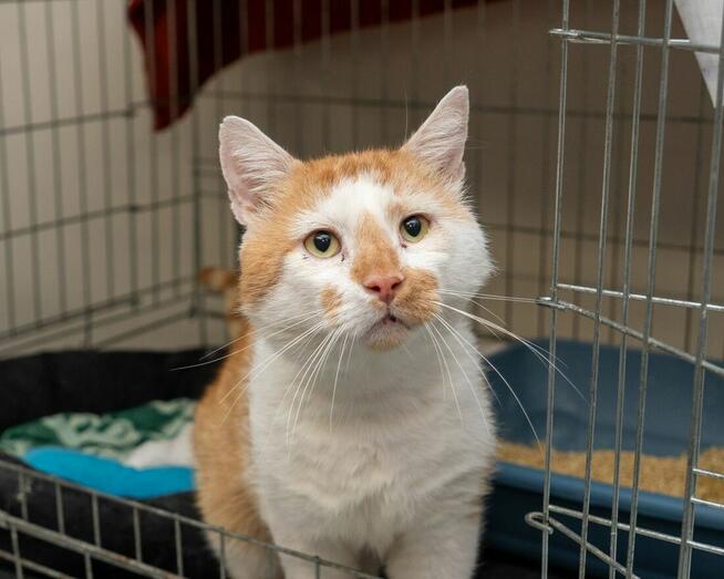 OZZY – uroczy kocurek szuka kochającego domu!