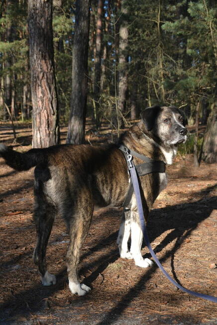 Borys i Diego hotelowi goście, którzy szukają nowego kochają