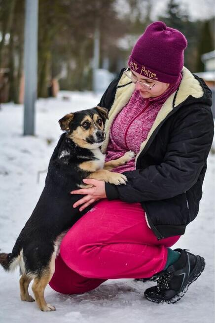Wituś-niewielki, niskopodłogowy psiak do adopcji