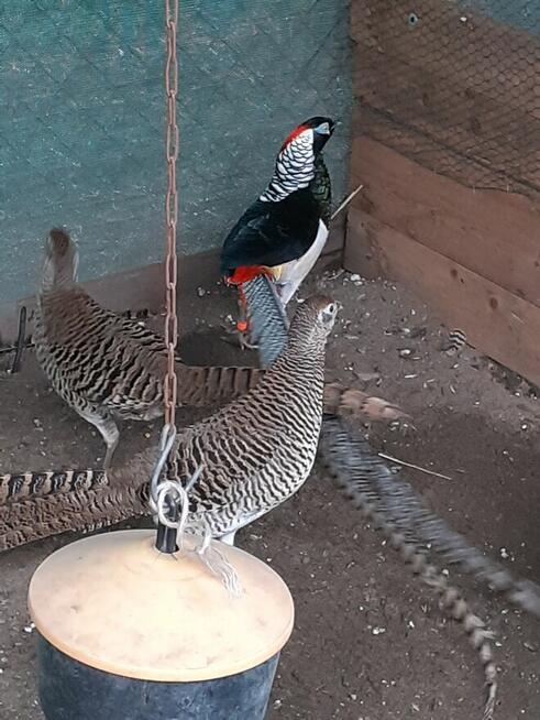 Bażanty na sprzedaż