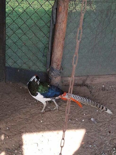 Bażanty na sprzedaż