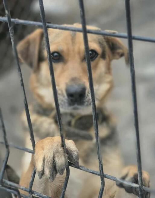 BETI - fantastyczna sunia szuka najlepszego domu