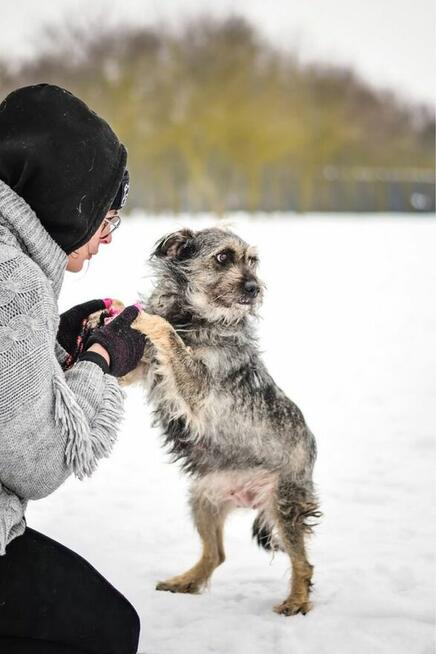 Florka- cudowna deikatna suczka czeka na dom-adoptuj