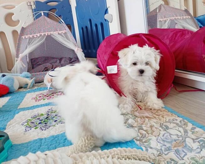 Maltańczyk szczenię -boy