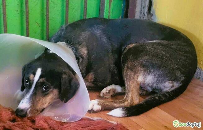 KRESKA - wrażliwa, biedna sunia szuka domu