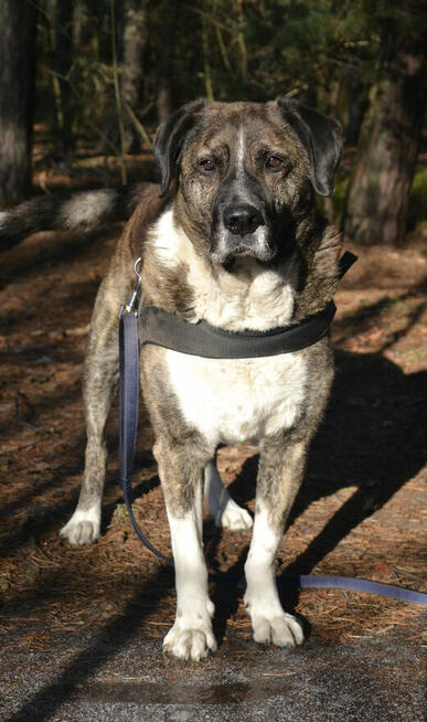 Borys i Diego hotelowi goście, którzy szukają nowego kochają