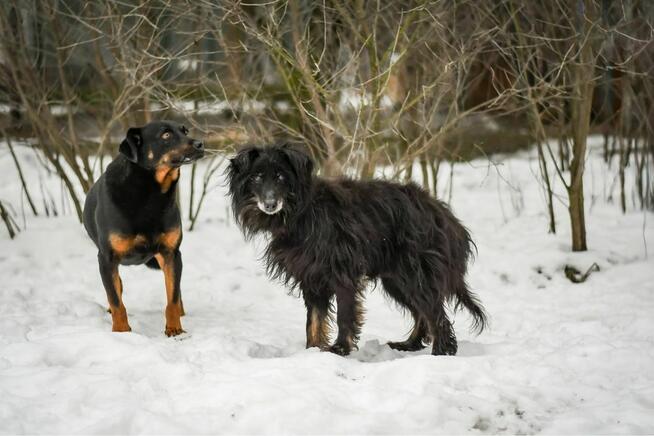 Bob- 18 letni staruszek do pilnej odpowiedzialnej adopcji