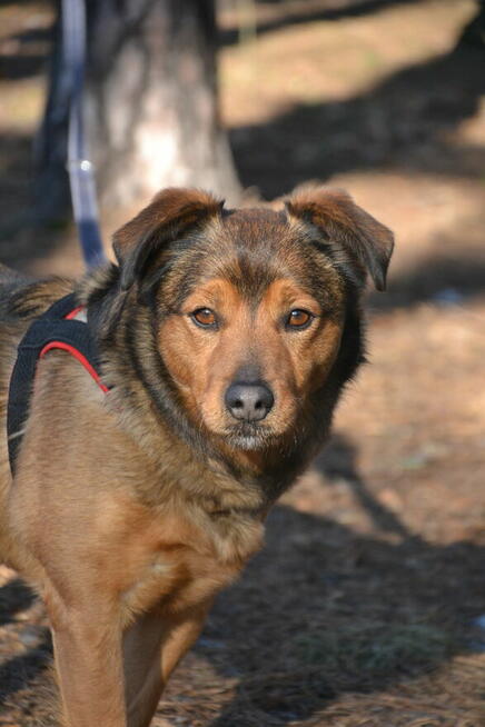 Borys i Diego hotelowi goście, którzy szukają nowego kochają
