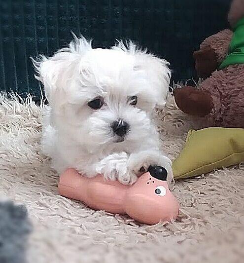 Maltańczyk szczenię -boy