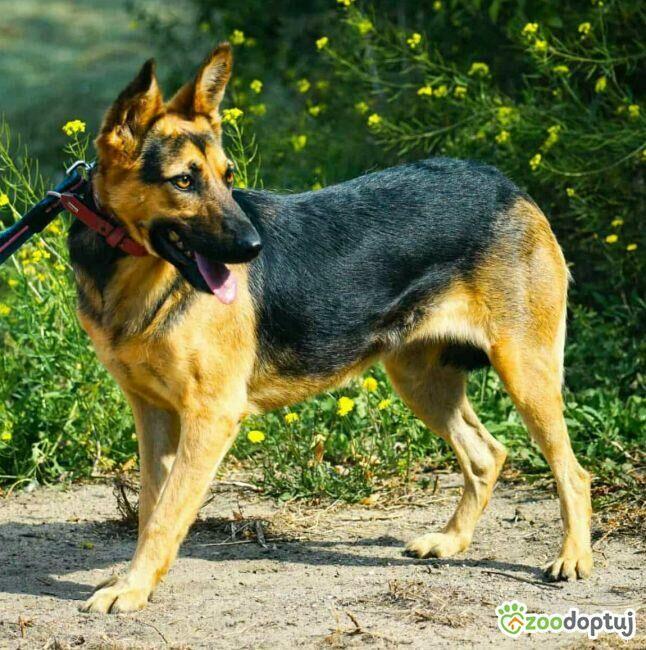 NIKA - cudowna, wrażliwa sunia szuka super domu