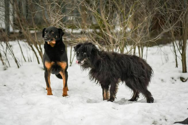 Bob- 18 letni staruszek do pilnej odpowiedzialnej adopcji