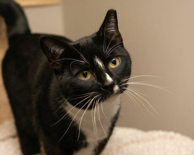 RAMZES - ciekawski, wesoły kocurek szuka kochającego domu