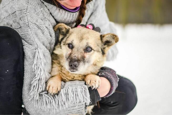 Stiwi- niewidomy mały piesek czeka na cierpliwy dom