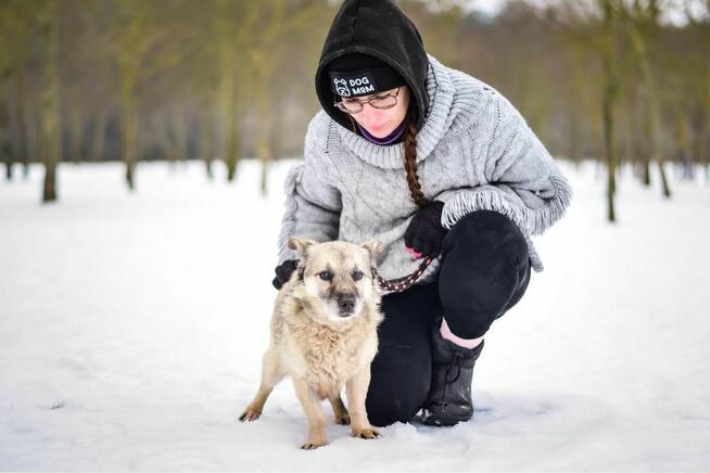 Stiwi- niewidomy mały piesek czeka na cierpliwy dom