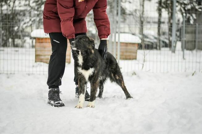 Majlo -podrośnięty cudowny szczeniak do adopcji