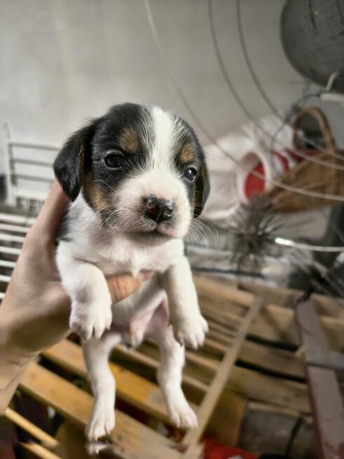 Szczeniaki suczki bigle