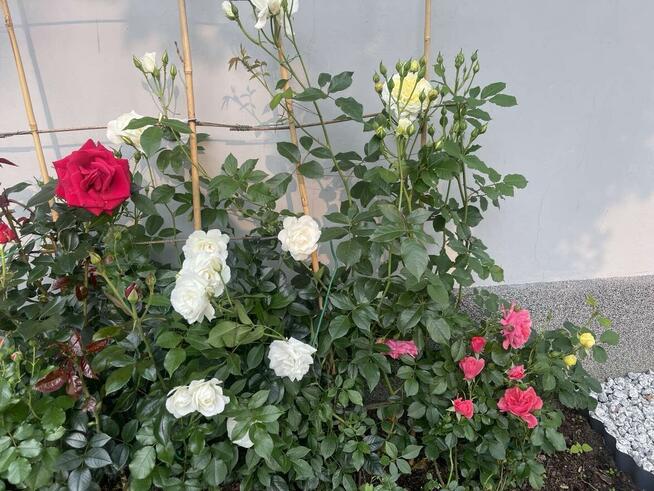 Działka ROD „Wrzos” - domek murowany, altana, drzewa owocowe