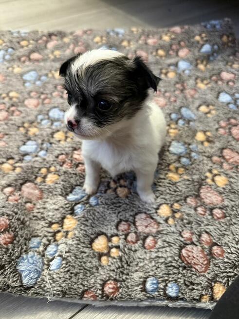Suczka Chihuahua do odbioru w marcu