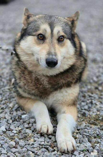 TAJGA - piękna, łagodna sunia szuka domu