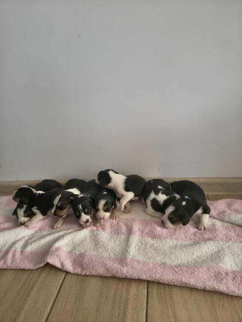 Szczeniaki suczki bigle