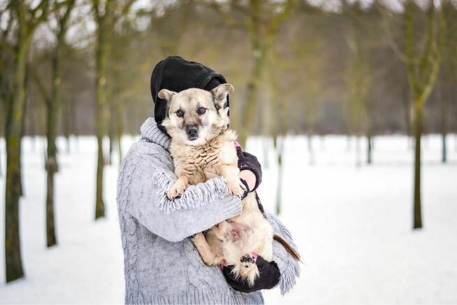 Stiwi- niewidomy mały piesek czeka na cierpliwy dom