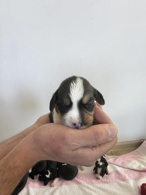 Szczeniaki suczki bigle