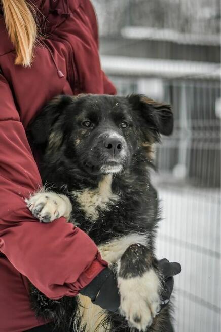 Majlo -podrośnięty cudowny szczeniak do adopcji