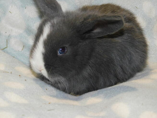 Baranki mini lop niebieska i beżowa samiczki