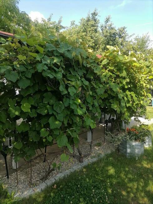 Działka ROD „Wrzos” - domek murowany, altana, drzewa owocowe